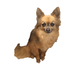 Chihuahua puni