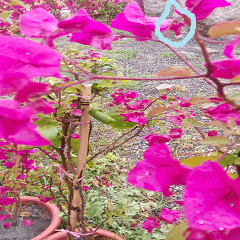 Water drops staying on the plant