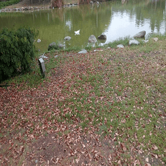 White geese in the lake