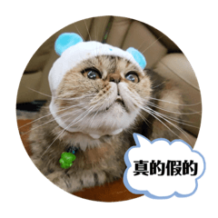 NiuNiuMeao