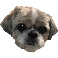 Shih Tzu SAIKYO