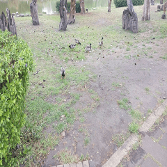 Walking birds in park