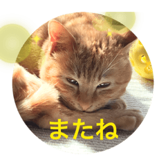 ichinorikyu_20200326132857