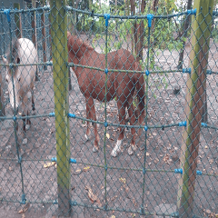 Pony in the park