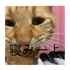 cocoa_20200326153330