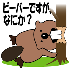 A mellowed lovely Beaver