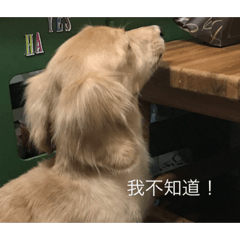 迪迪與呼呼2
