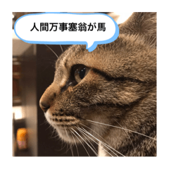 Thank you words from cat from Chatmignon