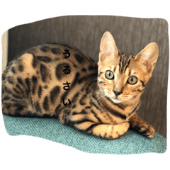 sho_202003262252025556875