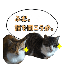 cat sticker Chihaya reimei_2020