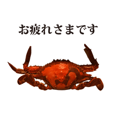 Boiled crab 4