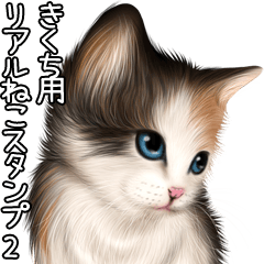 Kikuchi Real pretty cats 2