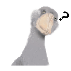 Do not think. Feel. Shoebill