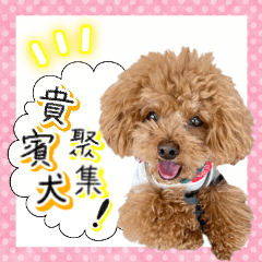 Poodle of love Taiwan
