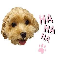 樂樂都是樂樂啦第二彈