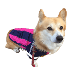 Corgi dog who likes watching football