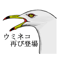 Black-tailed gull 2