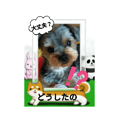 ヨーキーめいちゃんだよ 2