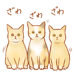 Cat!Cat!!Cat!!!