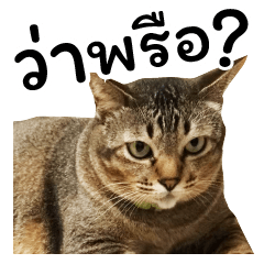 โชคดี แมวแหลงใต้