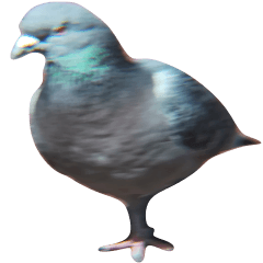 Sticker with pigeon