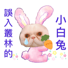 可愛又迷人的加菲