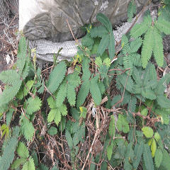 Closeup of mimosa