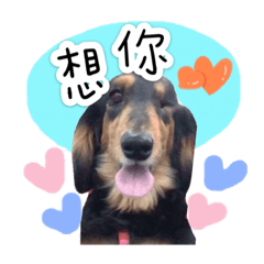 肥胖二哈組