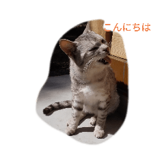 tomomi_20200328191638