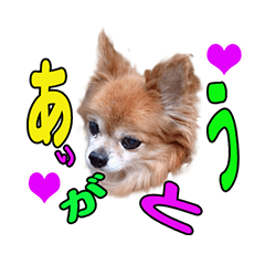 Cute chihuahua jack Sticker