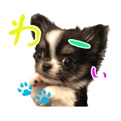 Baby chihuahua sherry