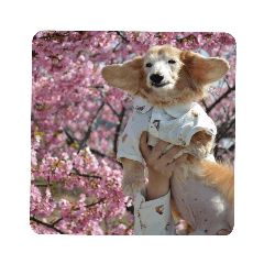 tomomi_20200329083441