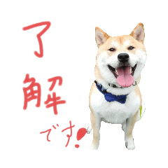 柴犬ミントのほんわか日常会話