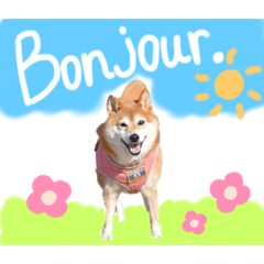 Apollo ( dog - shiba inu )