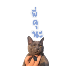 Alien-cat