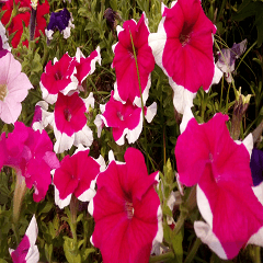 Pink flowers