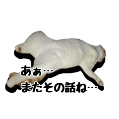 Japanese expressive cat