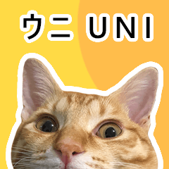 ウニ is a cat 2
