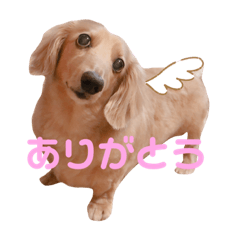 rina_20200329202735