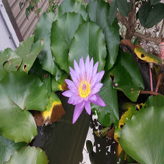 A purple lotus