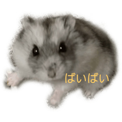 hamster.fuwa