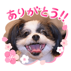 chiitan_20200329194402