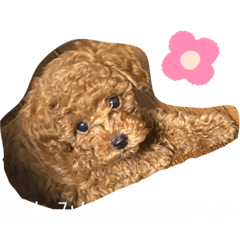 rinamh_20200329234929