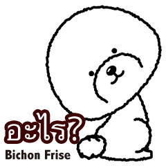 Bichon Frise dog(Thailand)