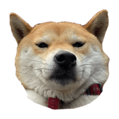 歐多多