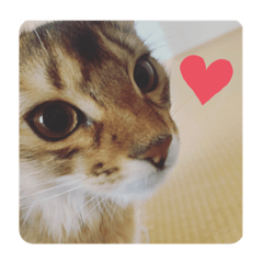 Ayumi_20200330155825