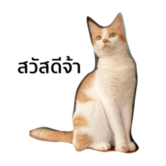 Cat ska
