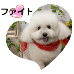 Bichon Bolognese Dog Leon-tan