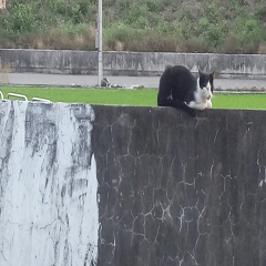 Cat resting on the fence