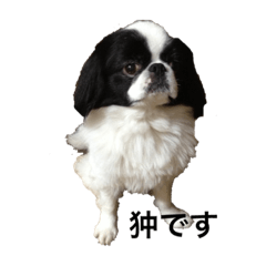 Japanese Spaniel